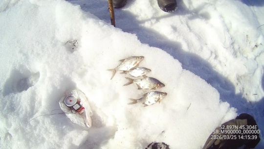 Итоги работы отдела рыбоохраны по Пензенской области за период с 16 по 31 марта 2026 года