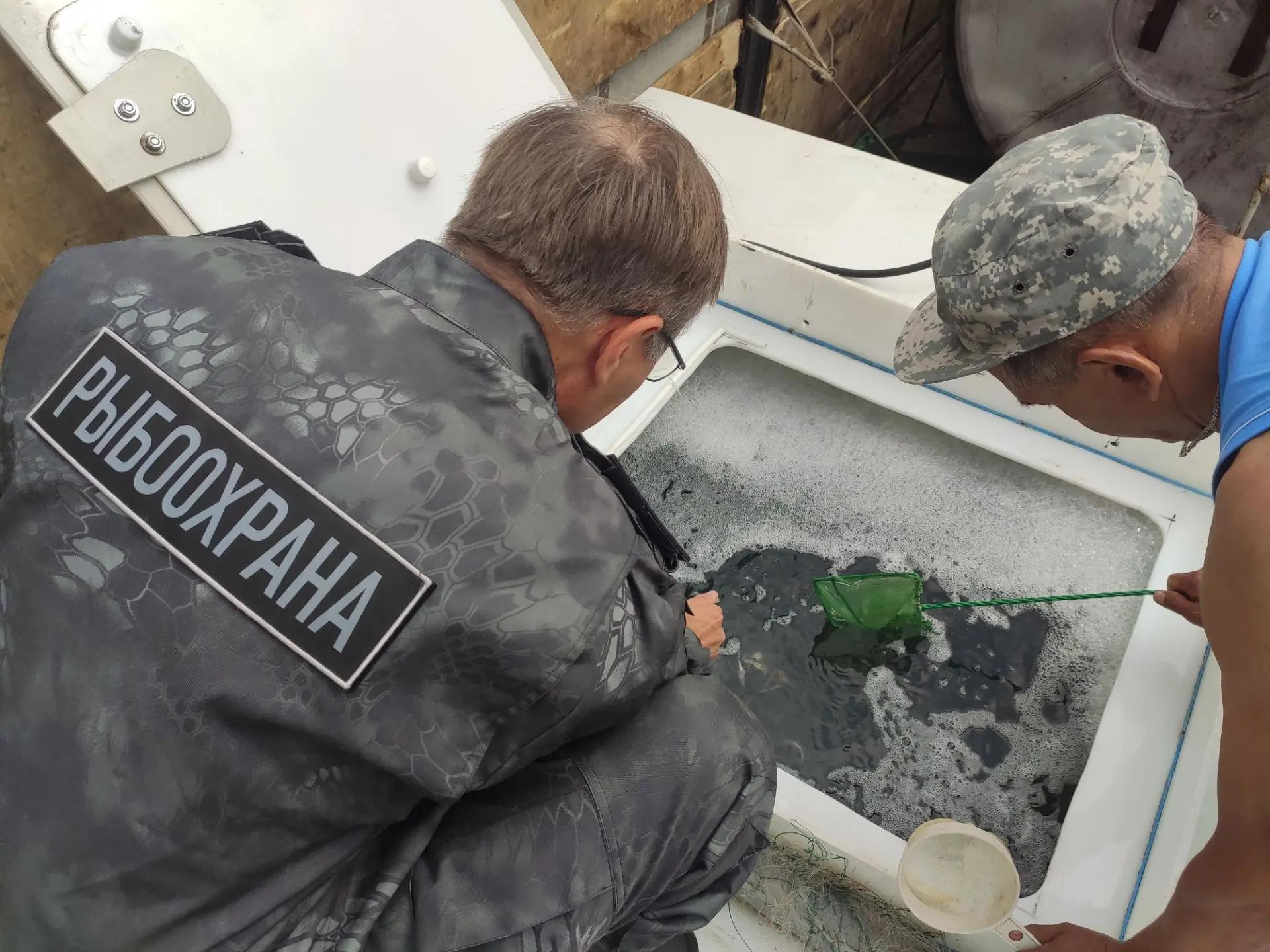В Вятку выпущено 200 тыс. молоди стерляди 