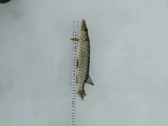 Итоги работы рыбоохраны по Республике Башкортостан за период с 23 марта 2026 года по 06 апреля 2026 года