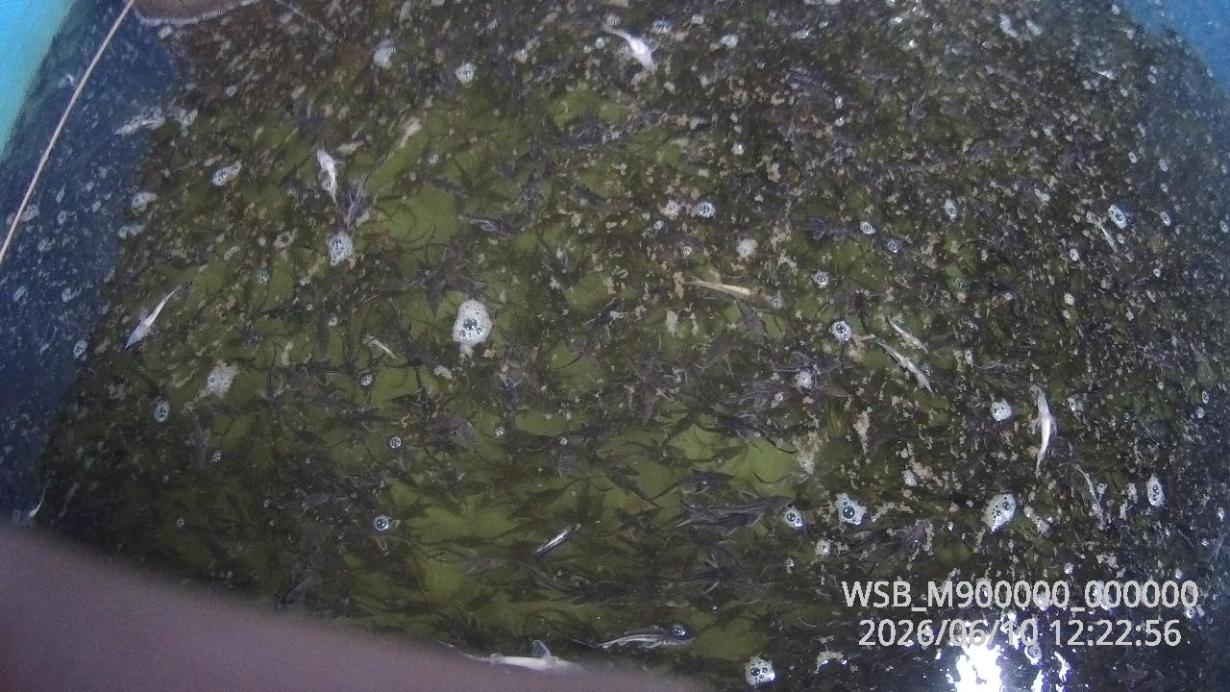 В водоёмы Пермского края выпущено более 250 тысяч новых обитателей