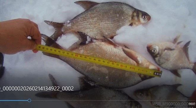 Итоги работы отдела рыбоохраны по Пензенской области за период с 1 по 15 февраля 2026 года 