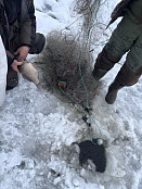 Итоги работы рыбоохраны по Удмуртской Республике за период с 1 по 15 марта 2026 года