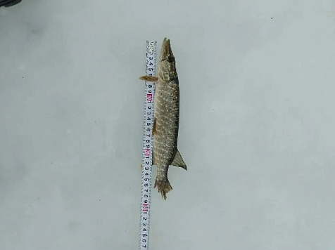 Итоги работы рыбоохраны по Республике Башкортостан за период с 23 марта 2026 года по 06 апреля 2026 года