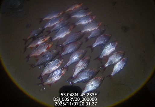 Итоги работы отдела рыбоохраны по Пензенской области за период с 1 по 16 ноября 2025 года 